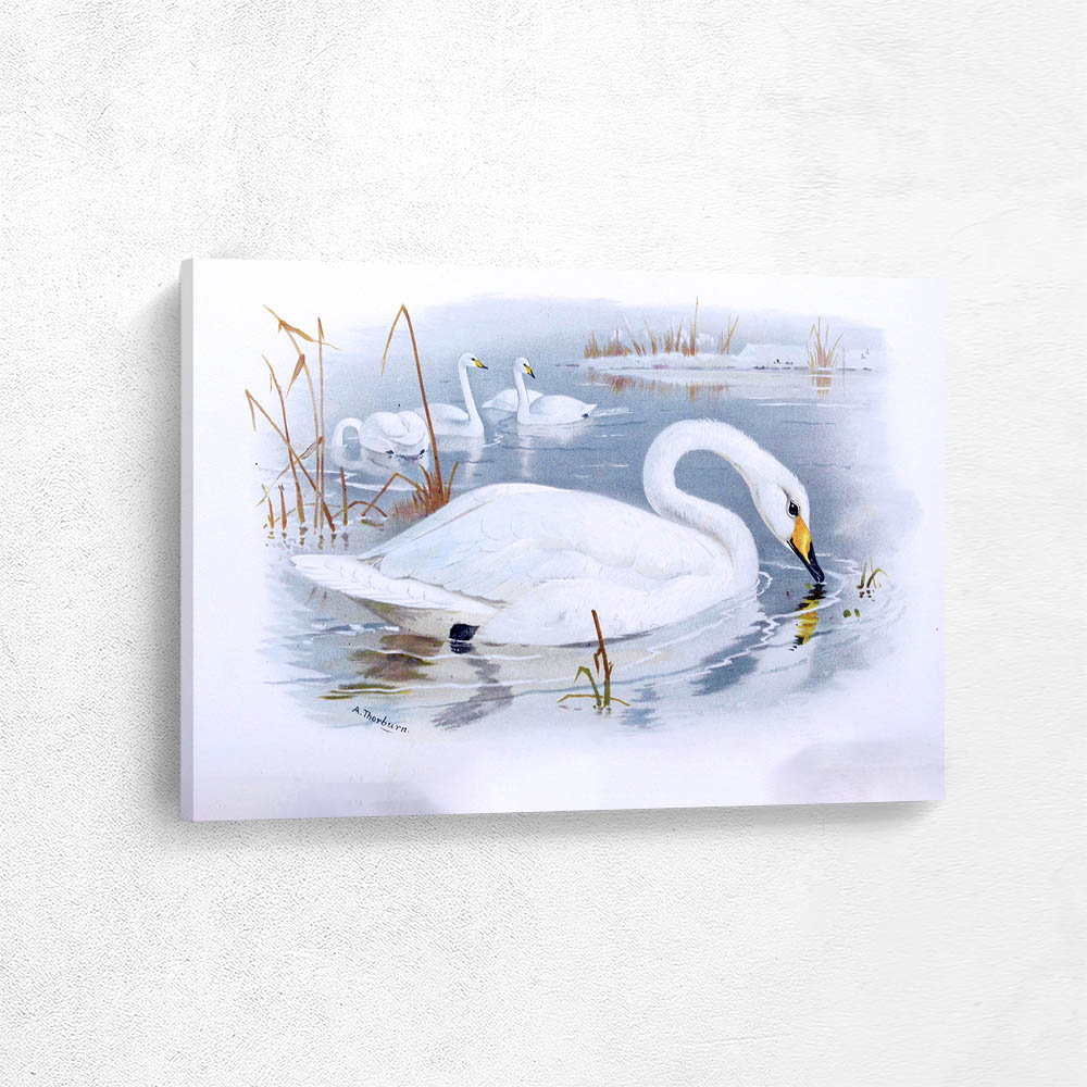 Common Wild Swan or Whooper