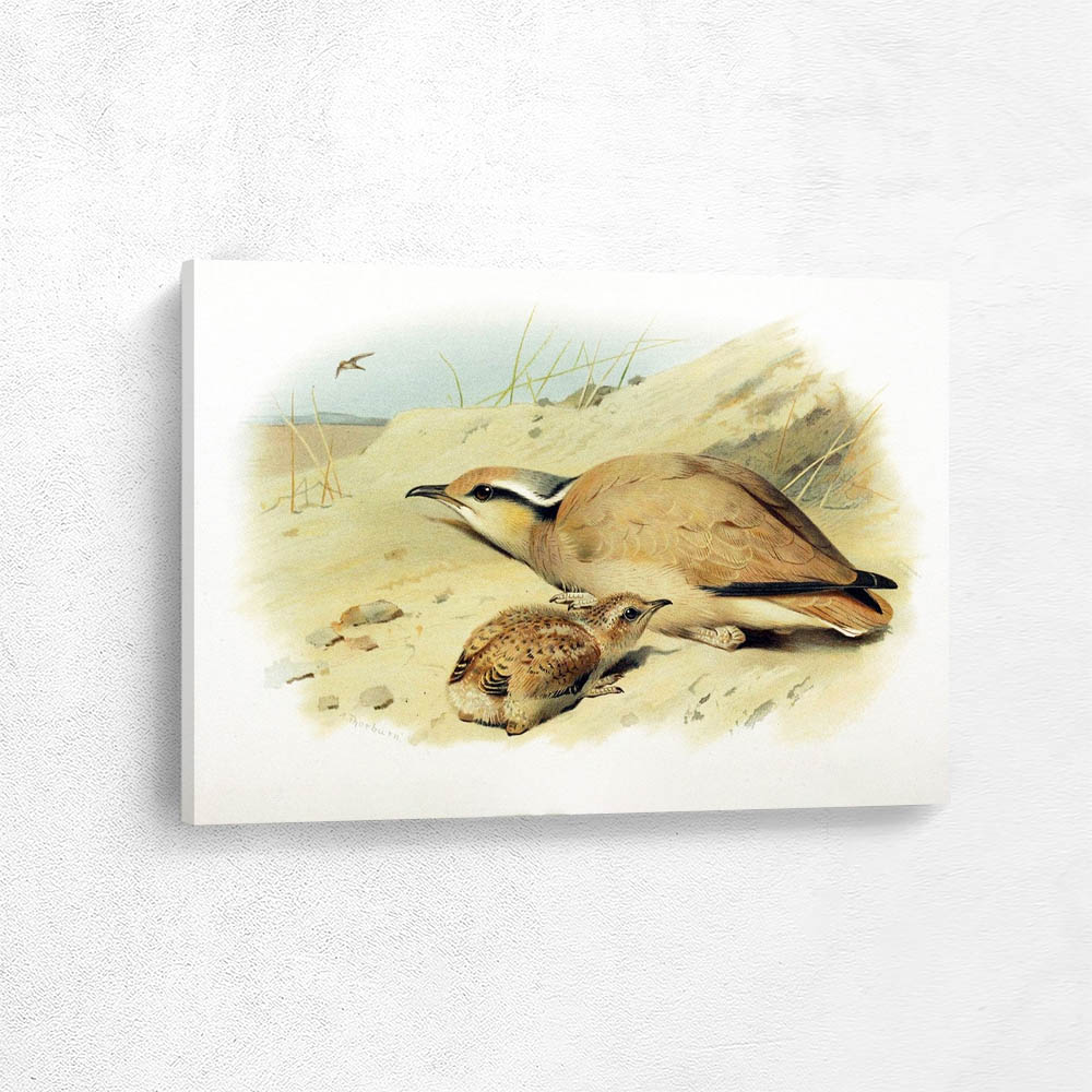 Cream Coloured Courser