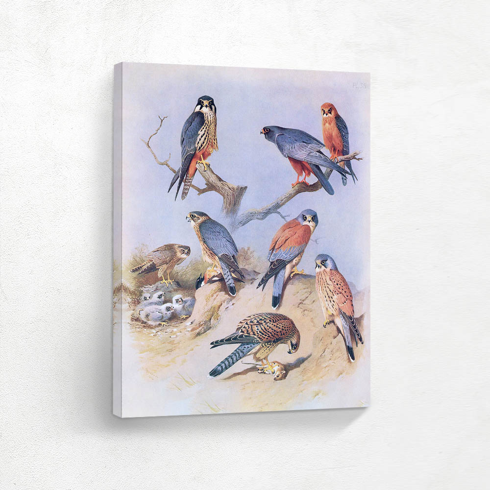 Hobby Merlin Red Footed Falcon Lesser Kestrel Kestrel