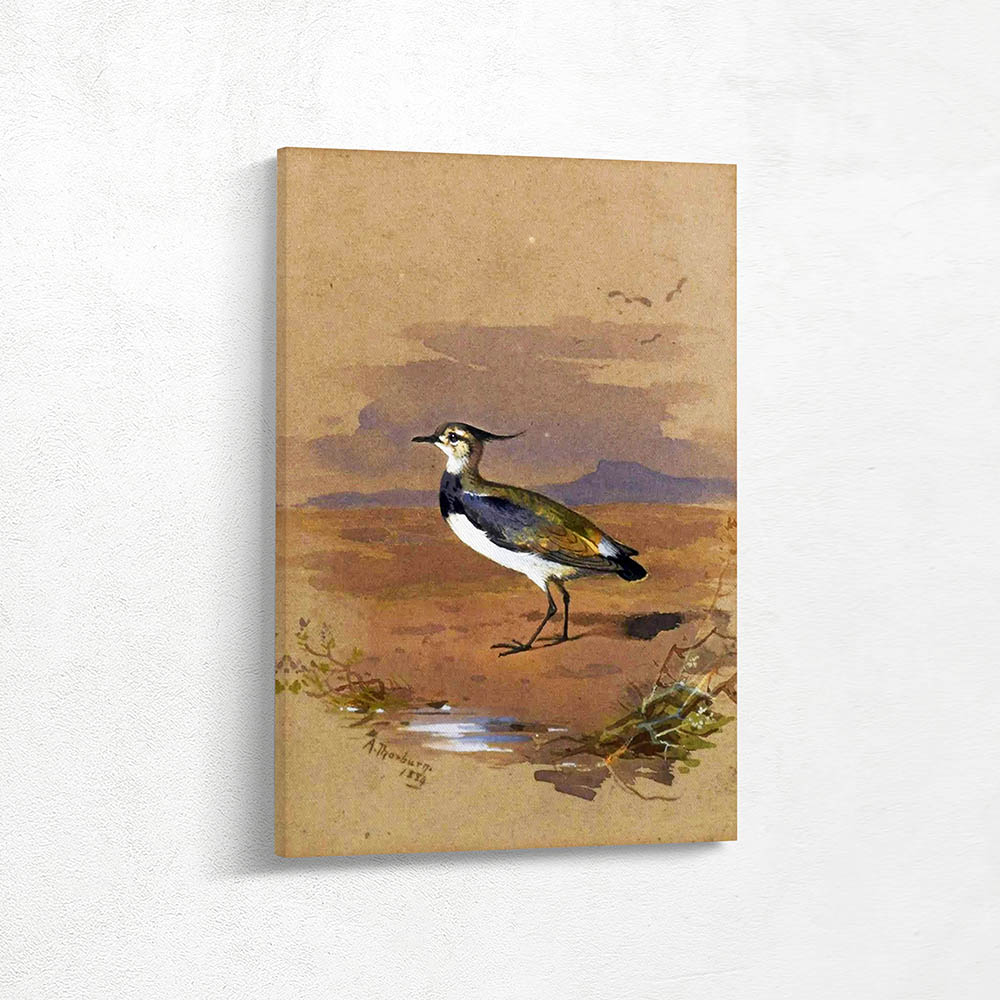 Study of a Lapwing