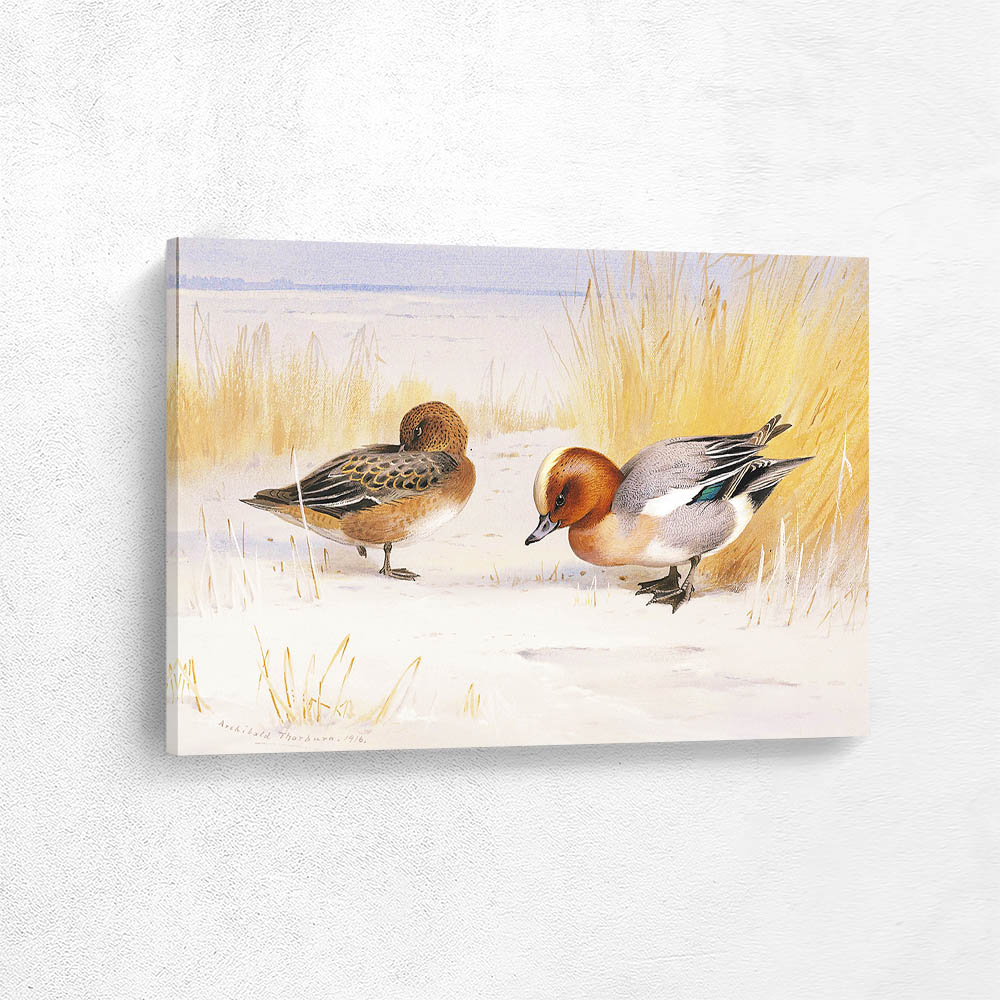 Widgeon on the Frozen Loch