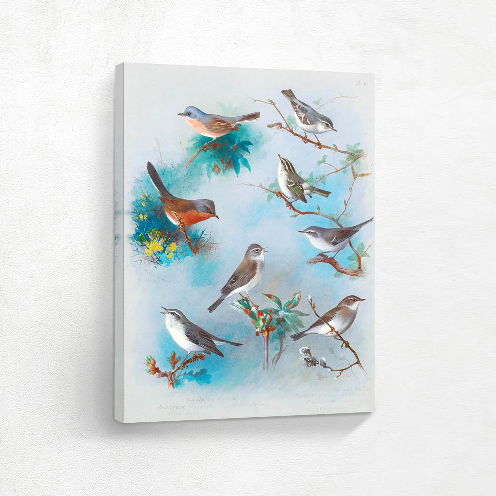 Warbler And Wrens