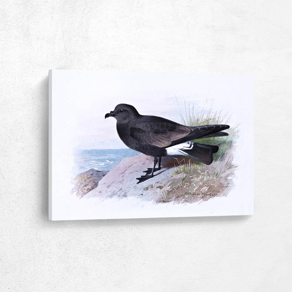 Ridgways Petrel