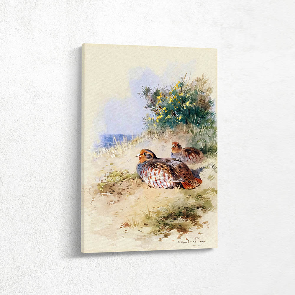 A Brace Of Grey Partridges A Brace Of Grey Partridges