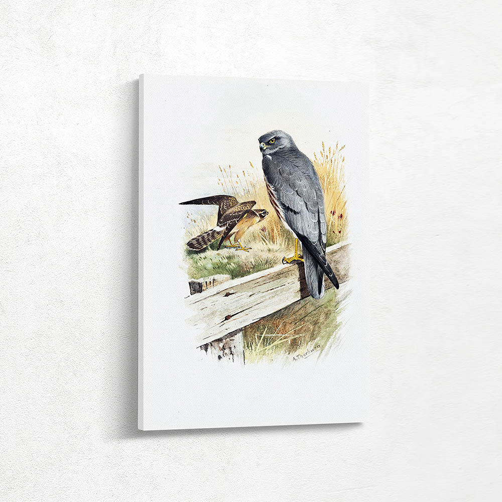 Montagus Harrier