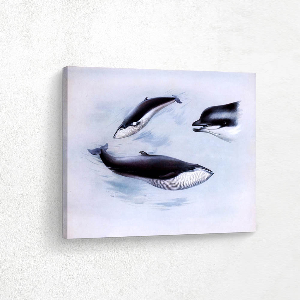 Lesser Rorqual Rudolphis Rorqual Bottle Nosed Whale