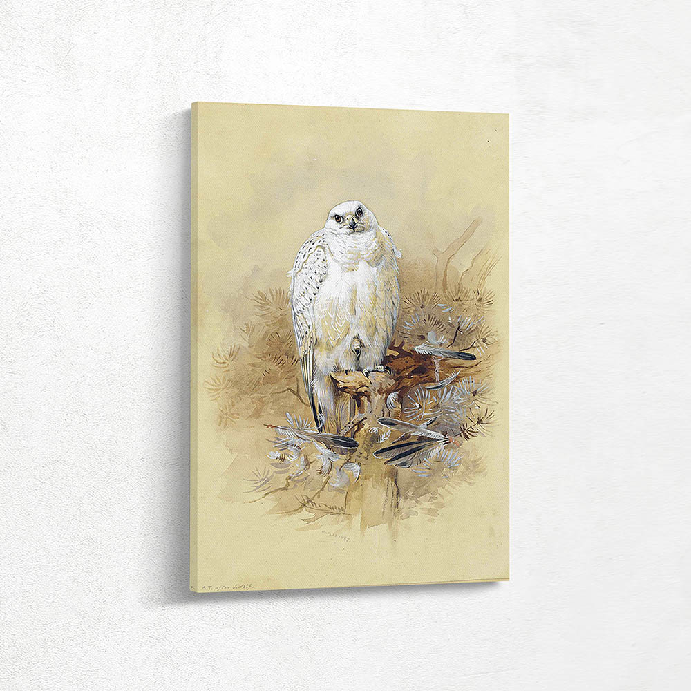 Study of a Greenland Gyrfalcon