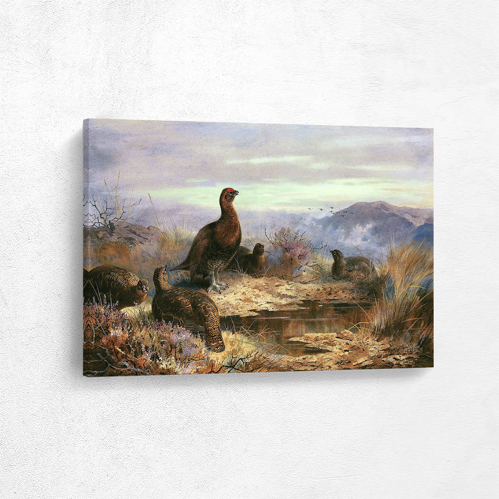 A Covey of Five Red Grouse Amongst Heather