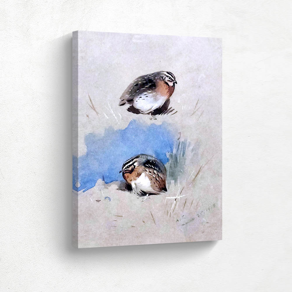 Studies on the Common Partridge