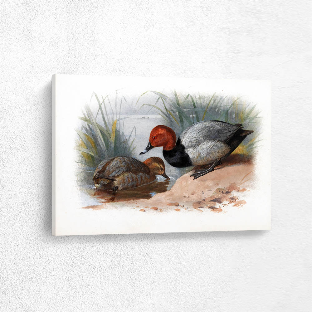 A Pair Of Pochard