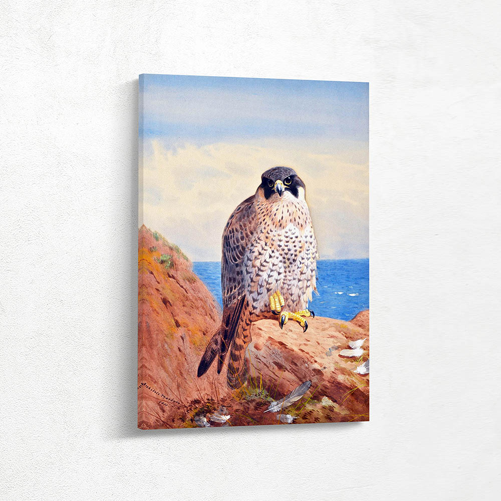 Peregrine Falcon on a Cliff Top