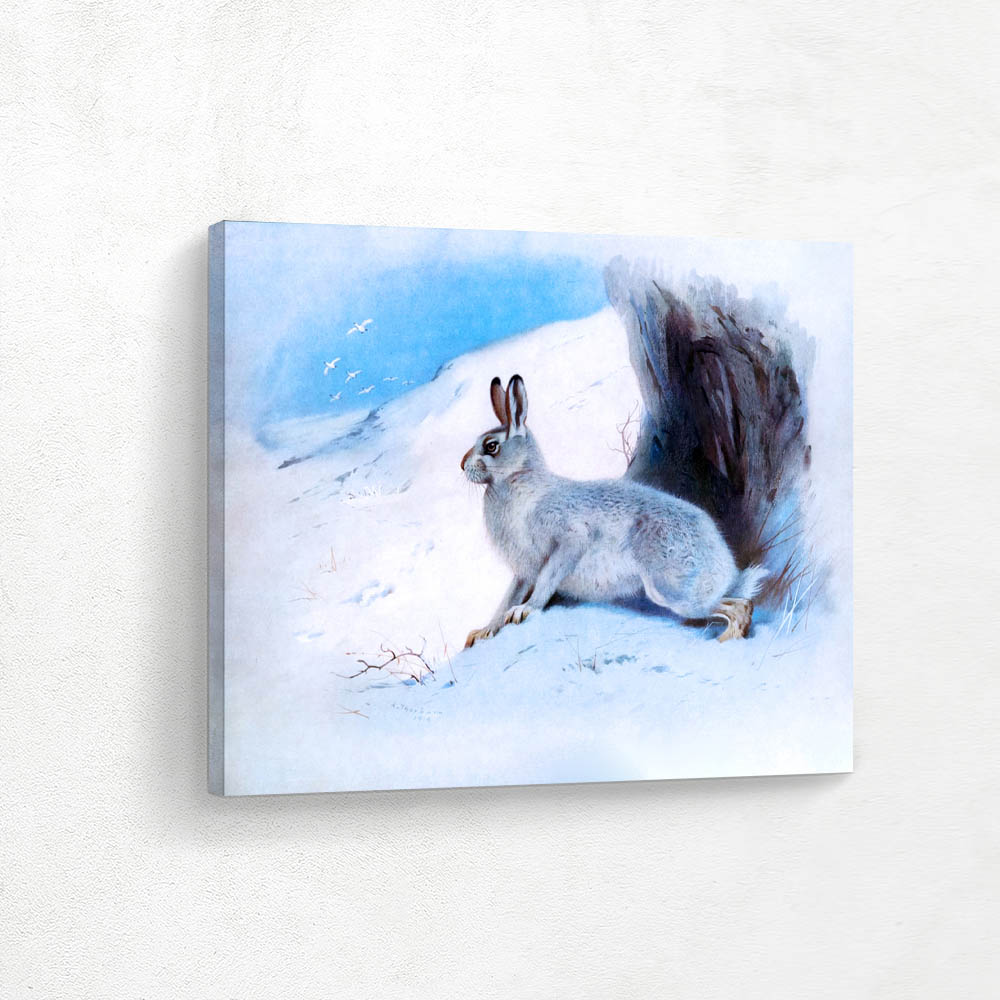 Mountain Hare