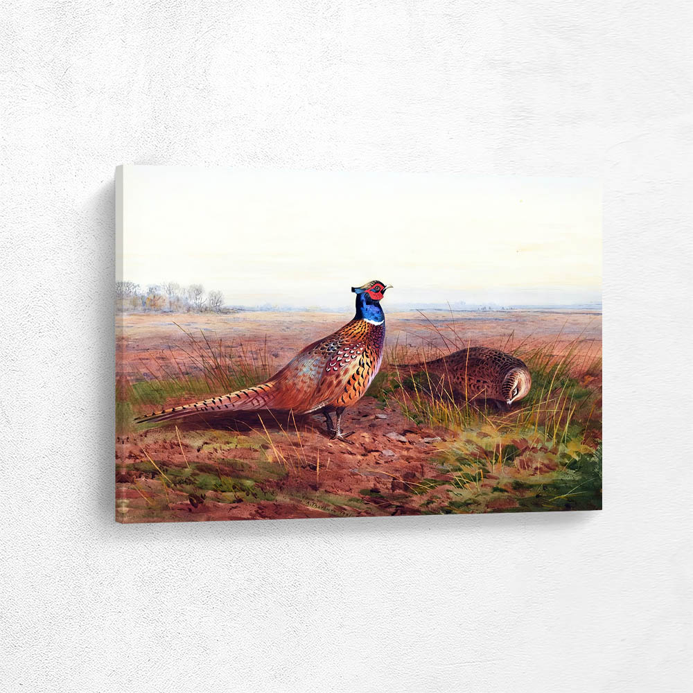 Cock and Hen Pheasant in Open Landscape