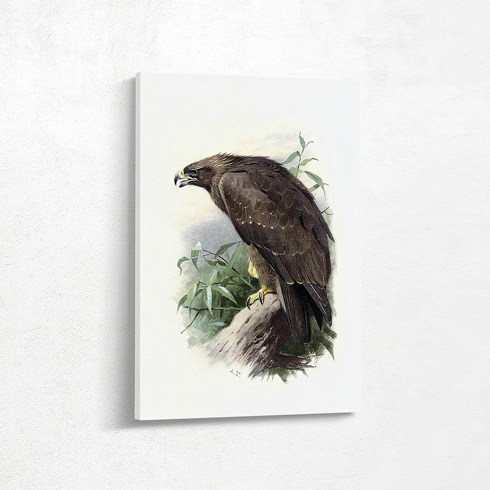 Spotted Eagle