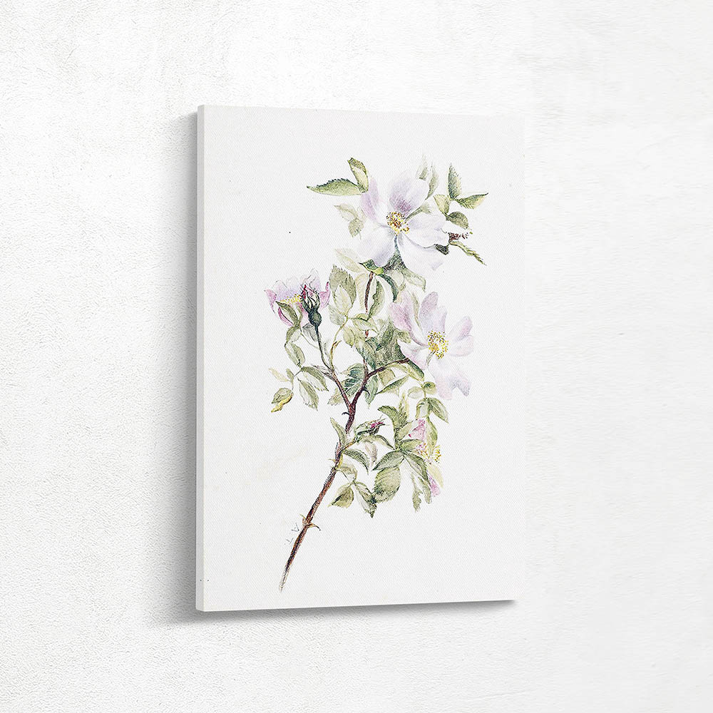 A Spray of Dogwood Rose in Flower