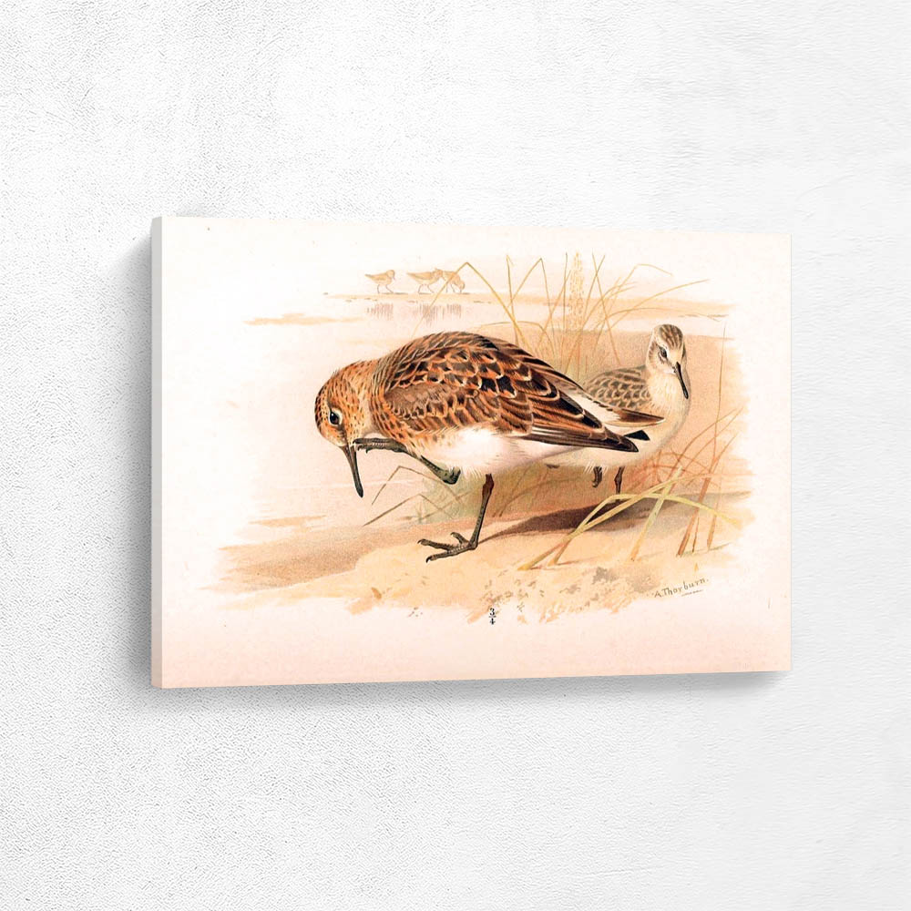Sanderling