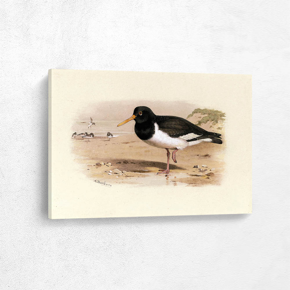 Oyster Catcher or Sea Pie