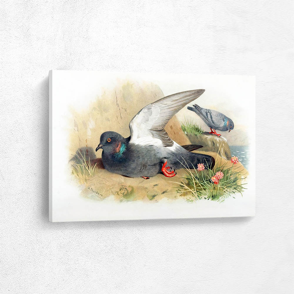 Rock Dove