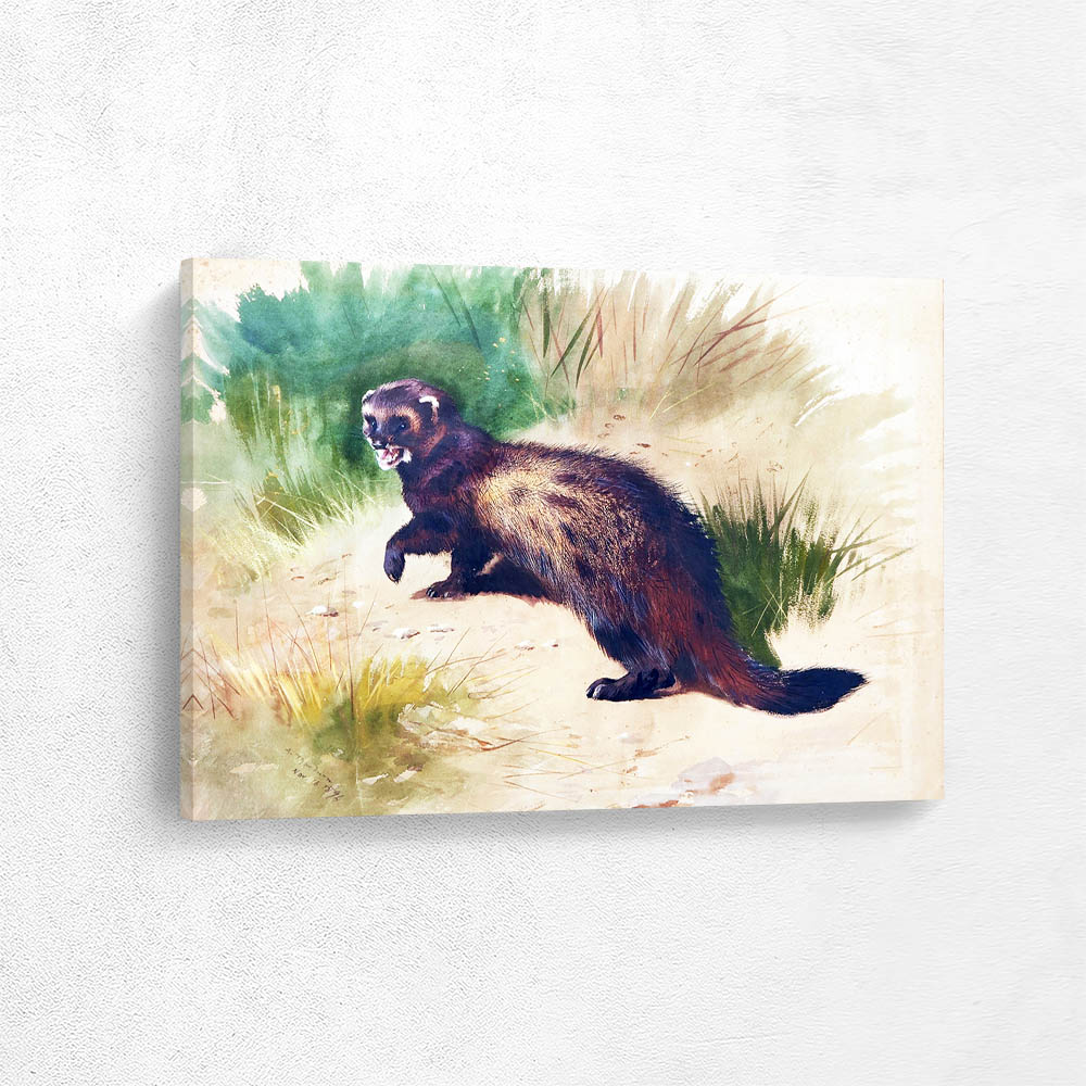 Scottish Polecat