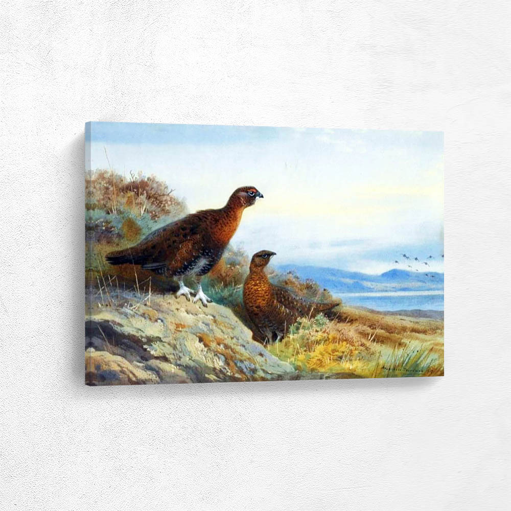 Red Grouse on the Moor