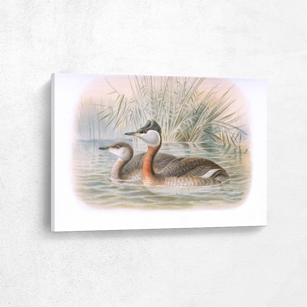 Red Necked Grebe