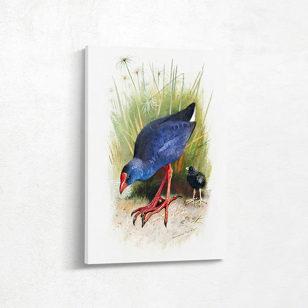 Moorhen and Chick