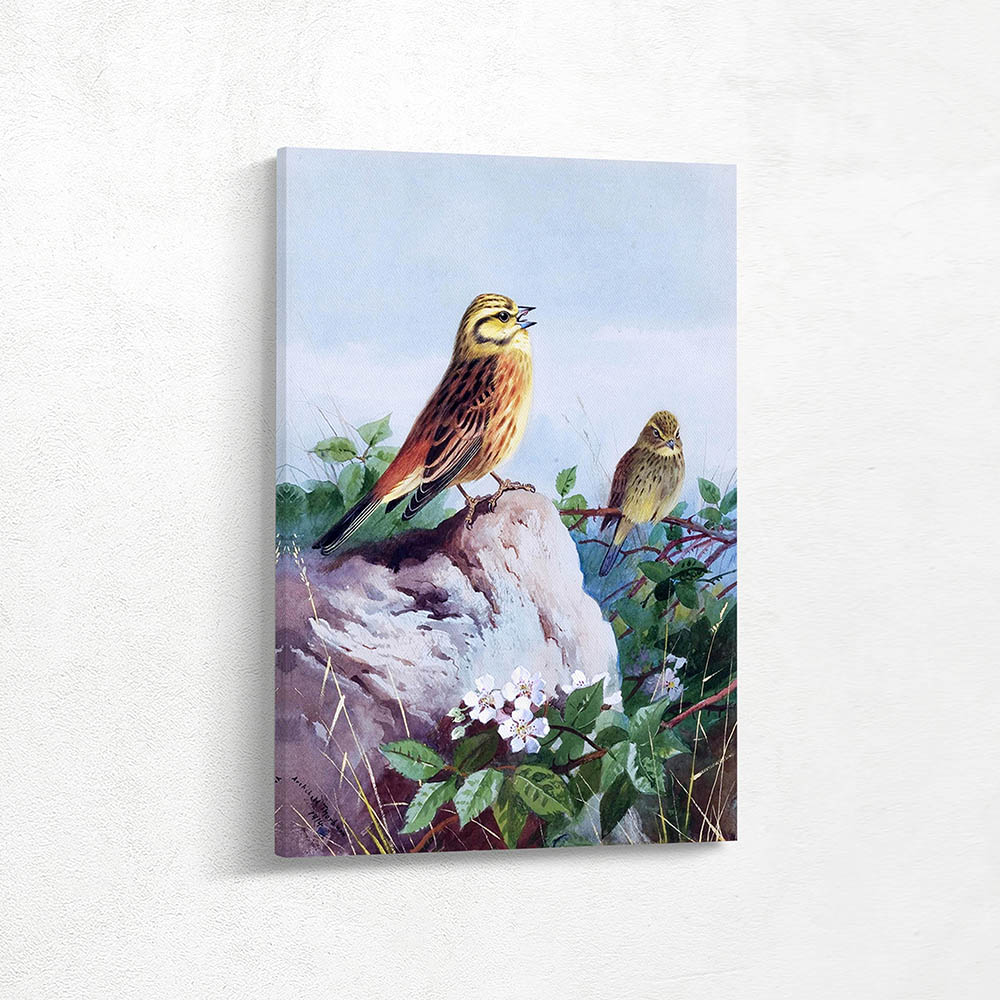 Yellowhammers