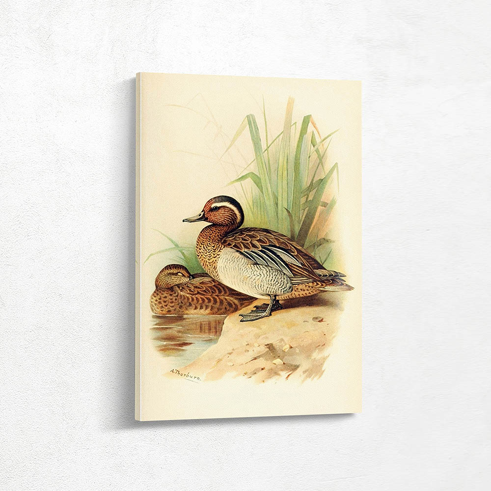Garganey or Summer Teal