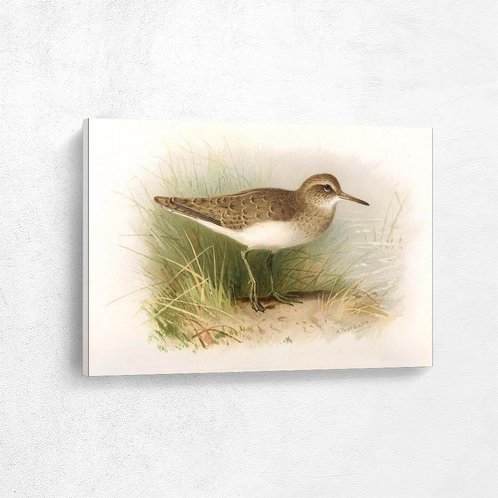 Common Sandpiper