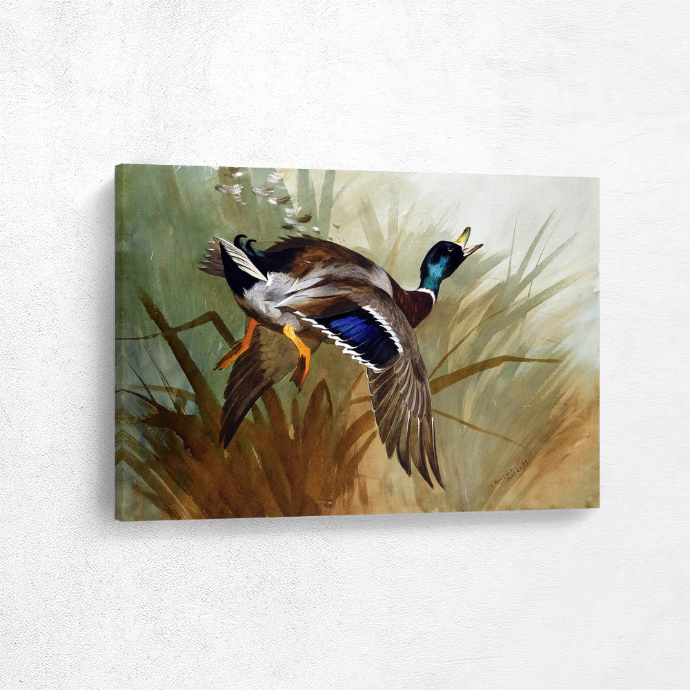 Mallard Duck in Flight