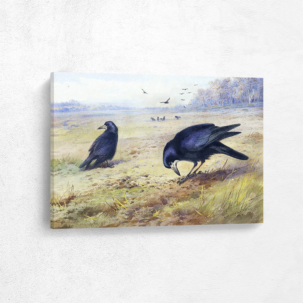 Rooks