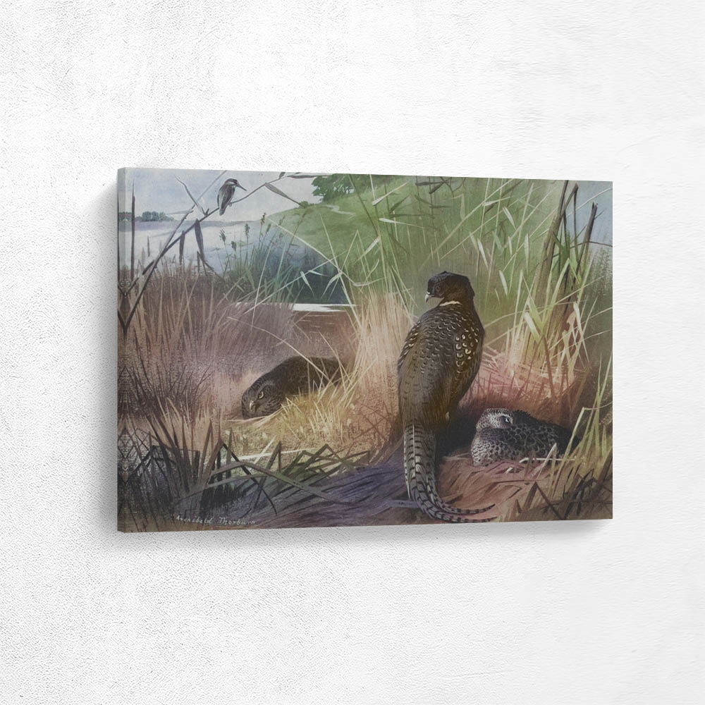 Pheasants