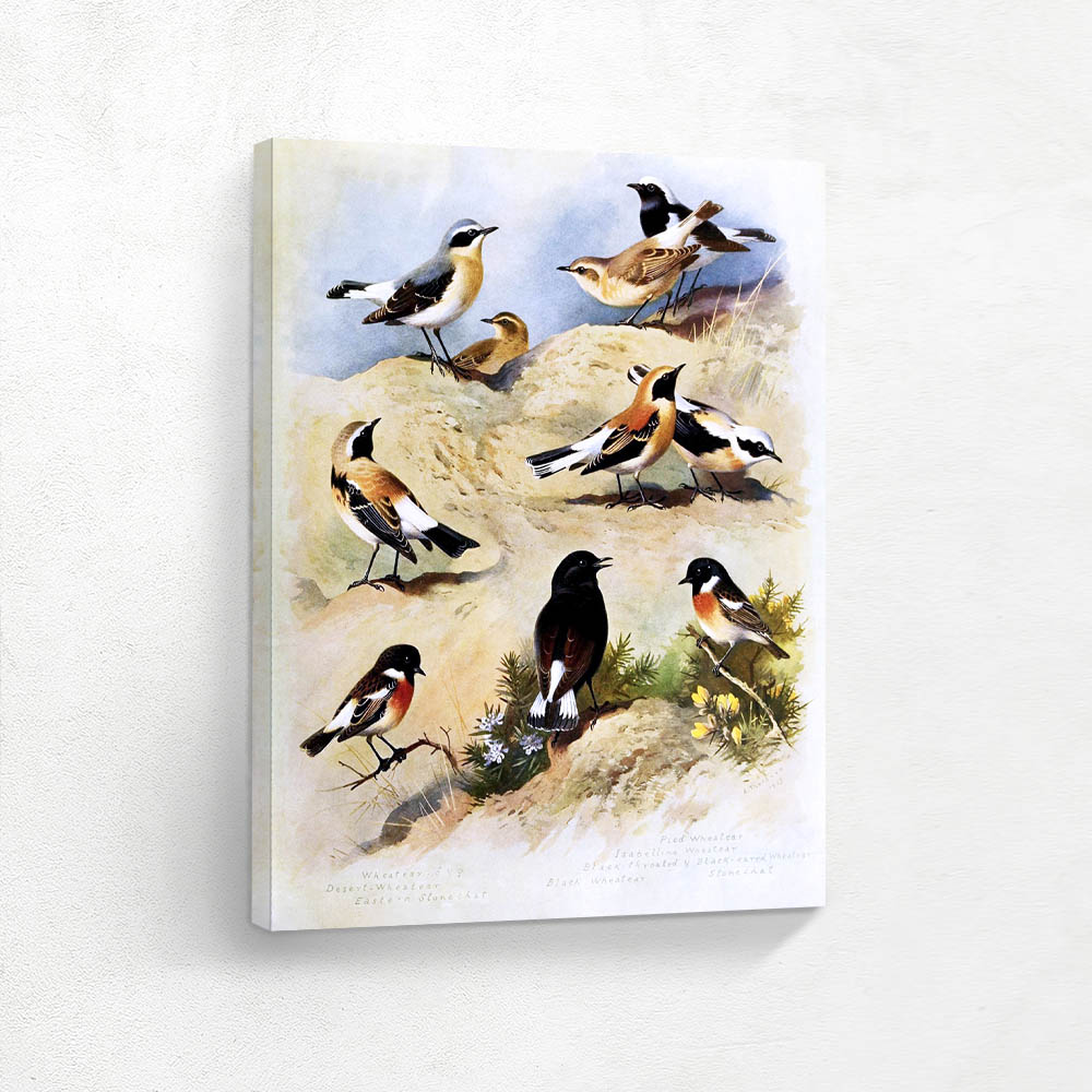 Various Birds