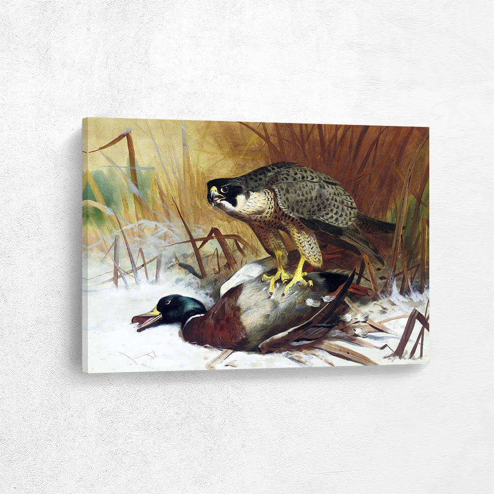  A Peregrine Falcon and Mallard  A Peregrine Falcon and Mallard