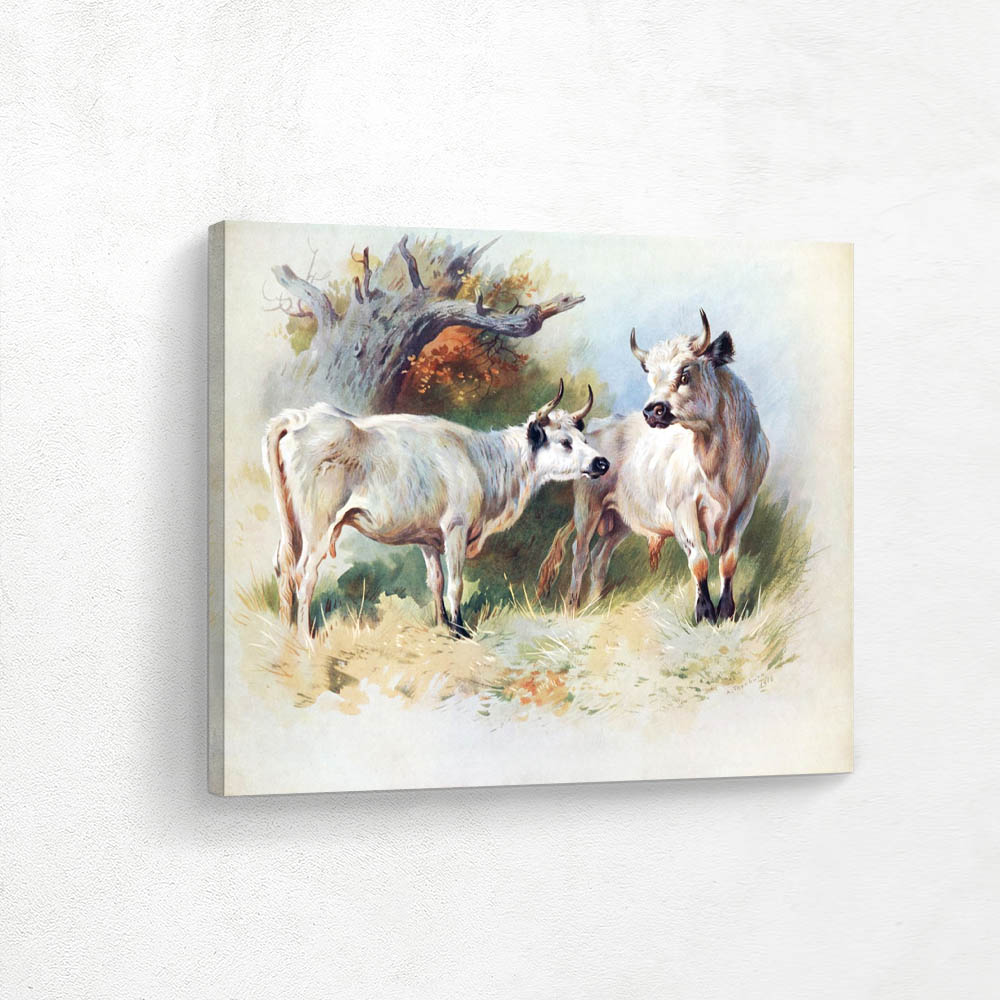 Wild Cattle
