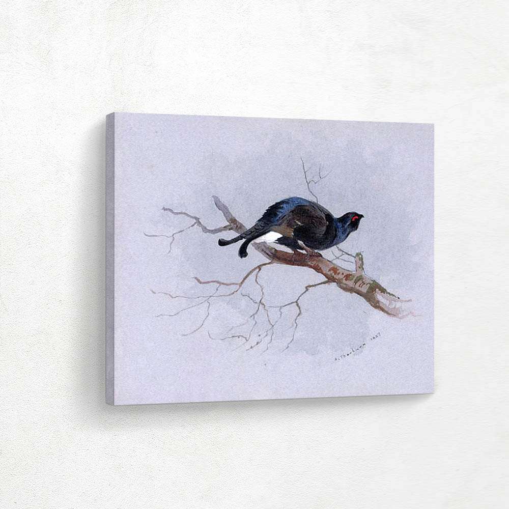 Black Grouse in a Tree