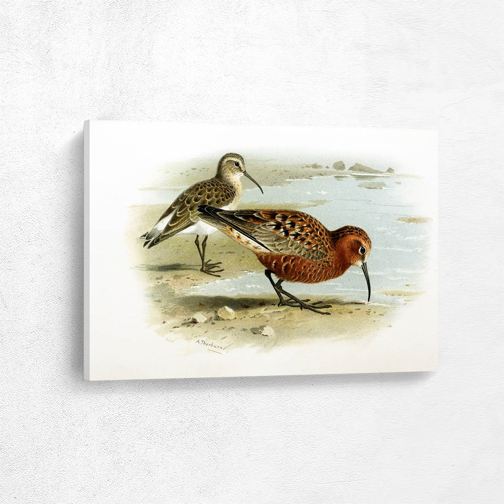 Curlew Sandpiper