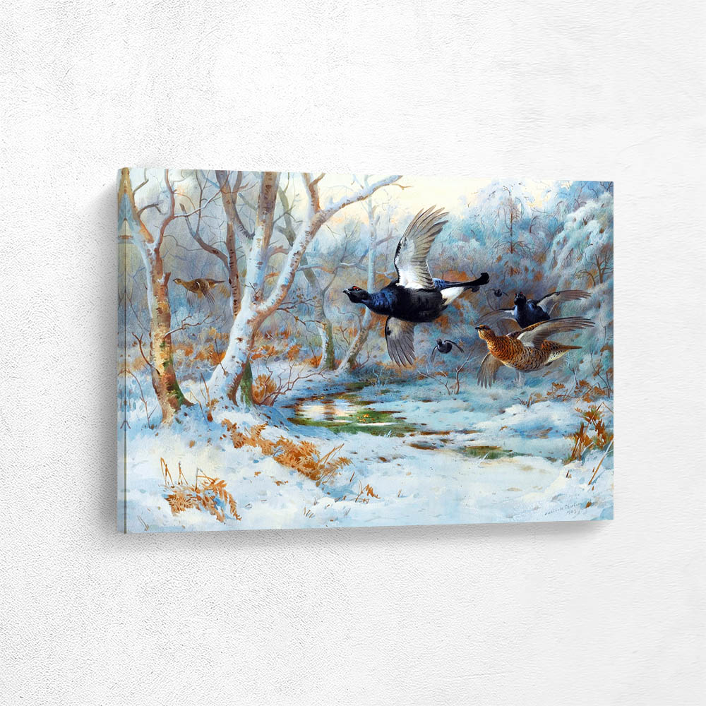 Black Grouse in Flight in a Winter Woodland