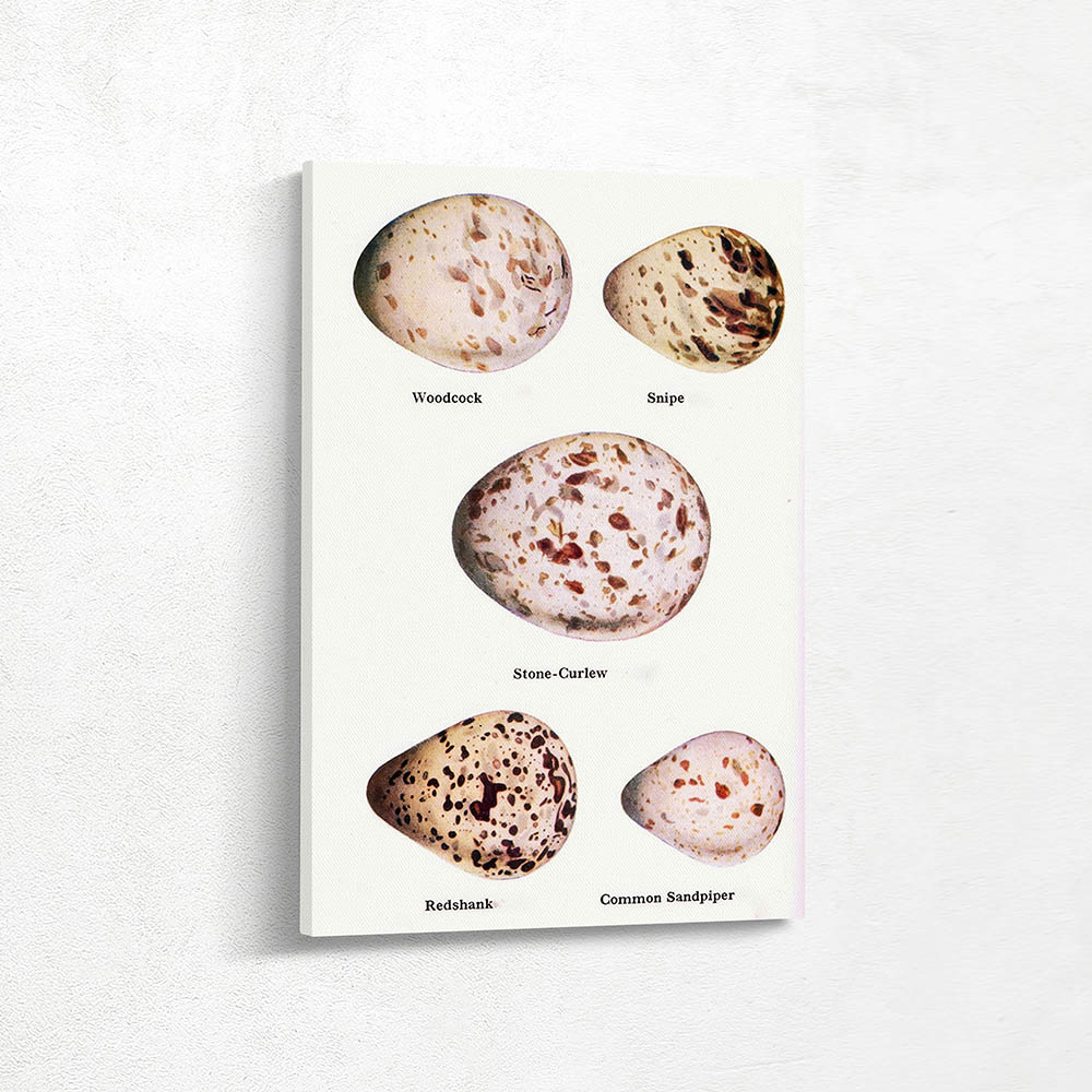 Woodcock Snipe Stone Curlew Redshank Common Sandpiper