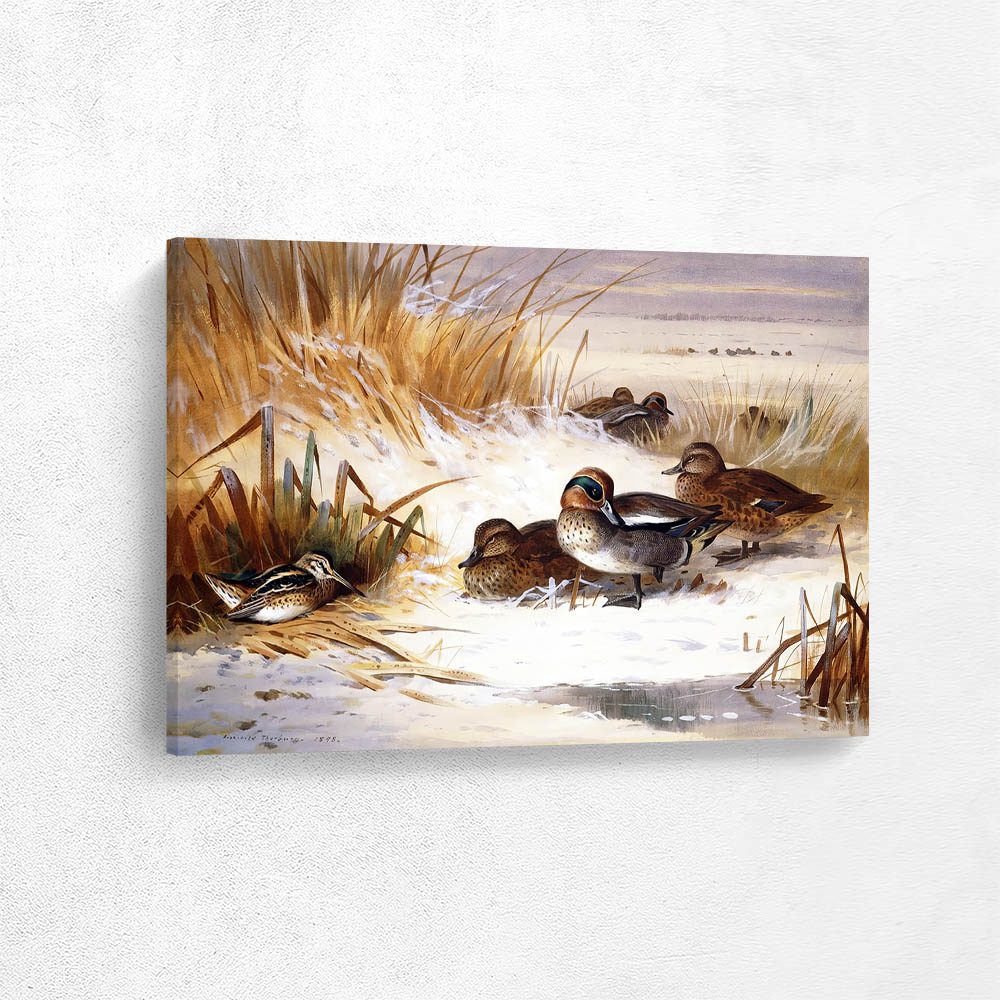 Mallard Widgeon and Snipe on the Edge of the Pool in Winter