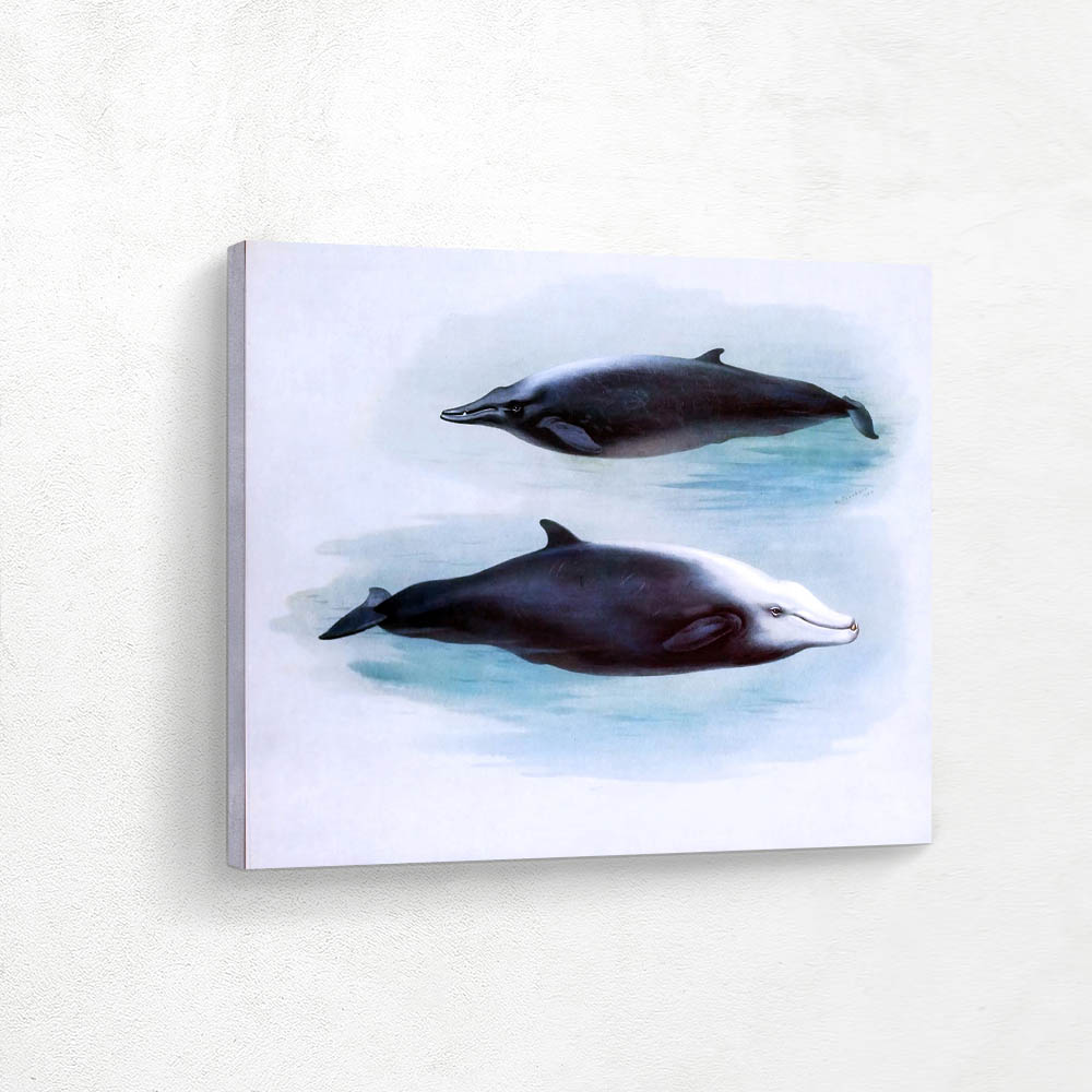 Sowerbys Whale and Cuviers Whale 