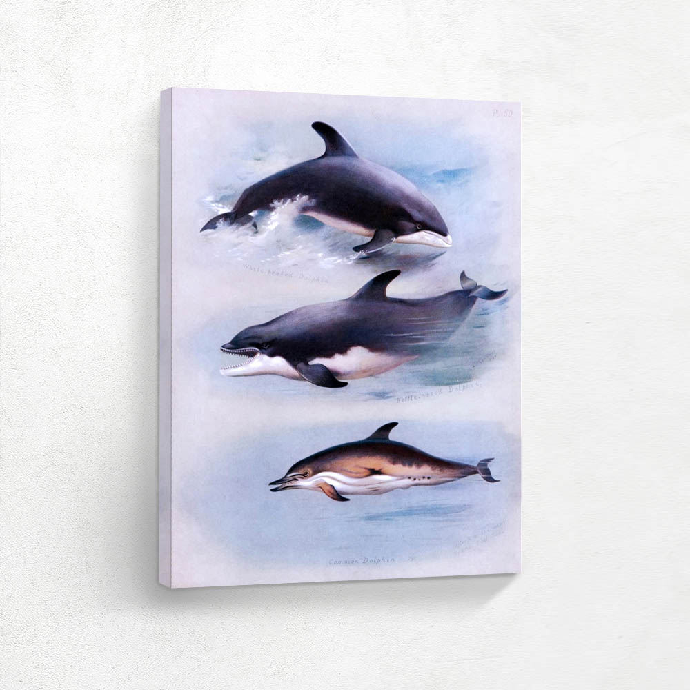 White Beaked Dolphin Bottle Nosed Dolphin Common Dolphin