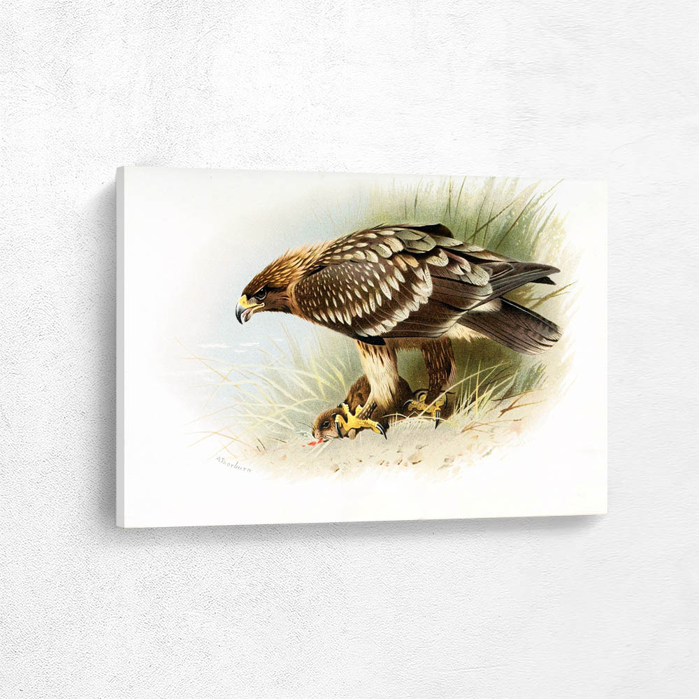 Spotted Eagle