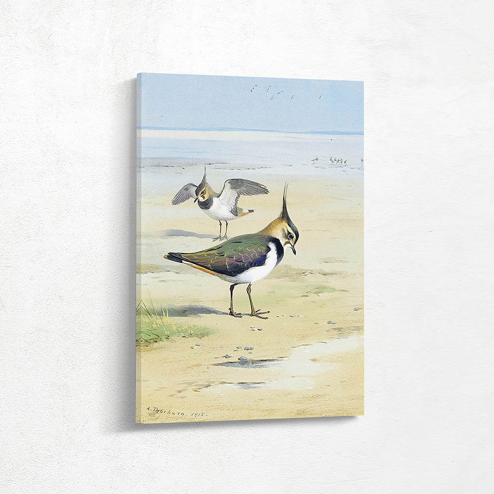 Lapwing on the Mud Flats at Low Tide