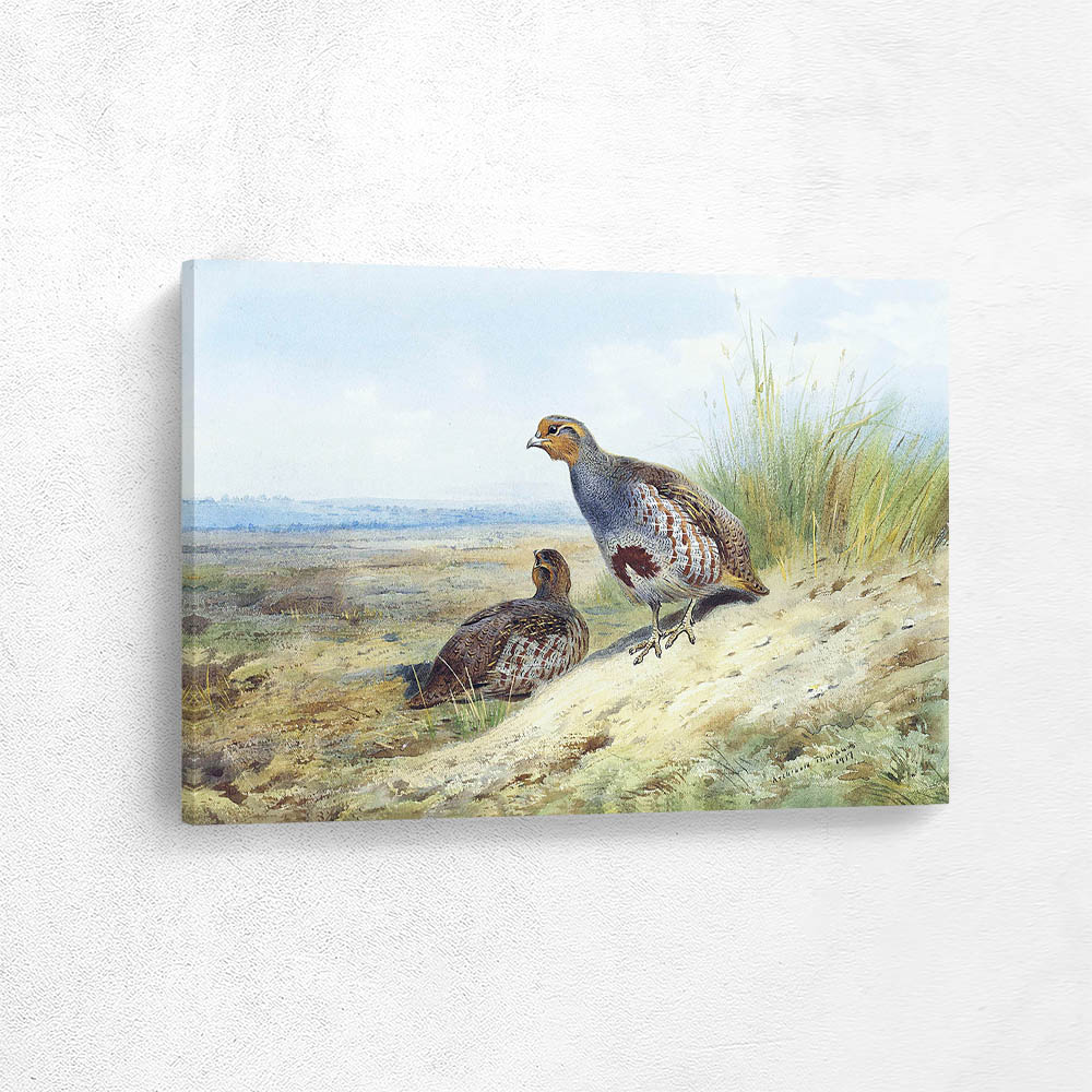 A Pair of Grey Partridge on the Moor