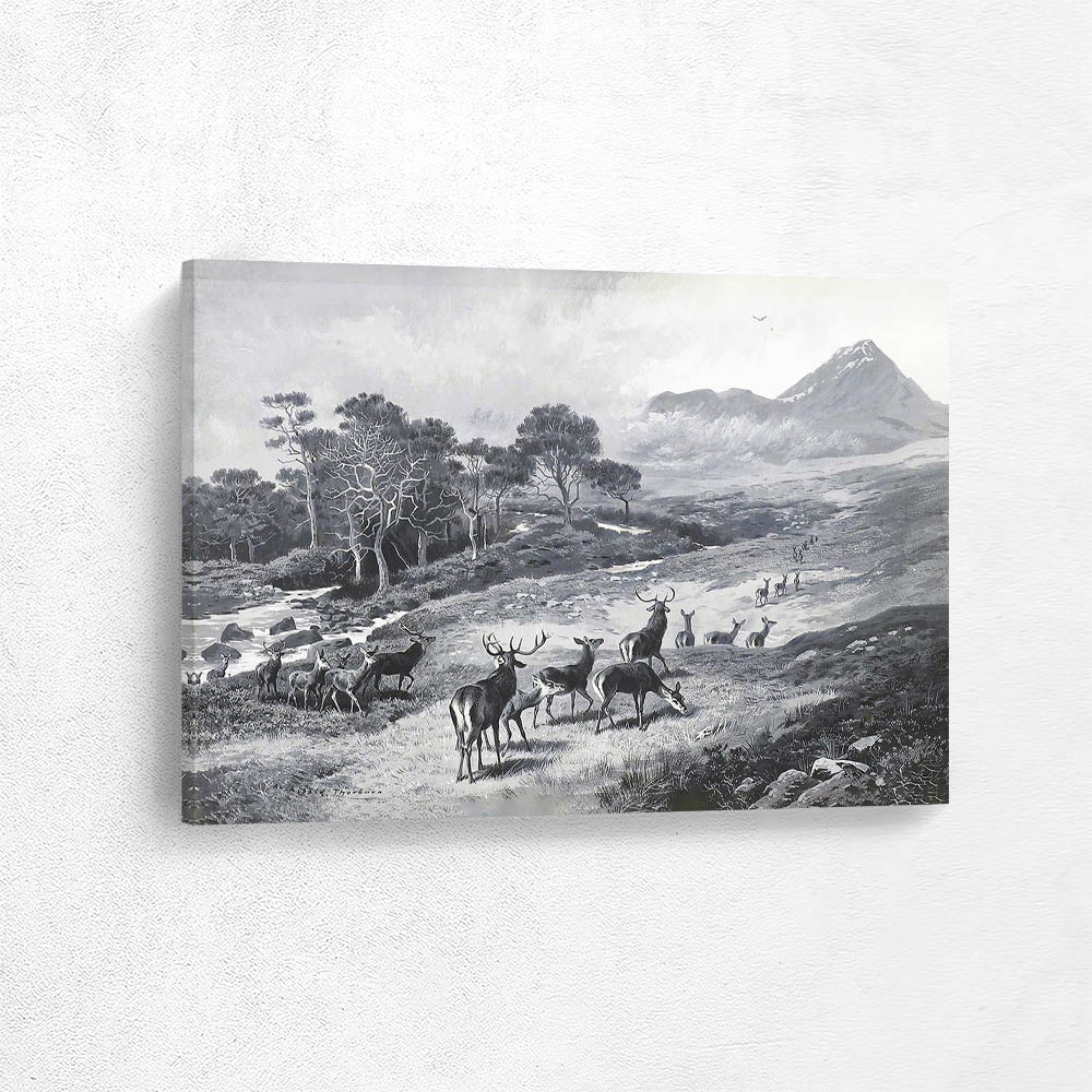 Deer On The Move Kinlochewe