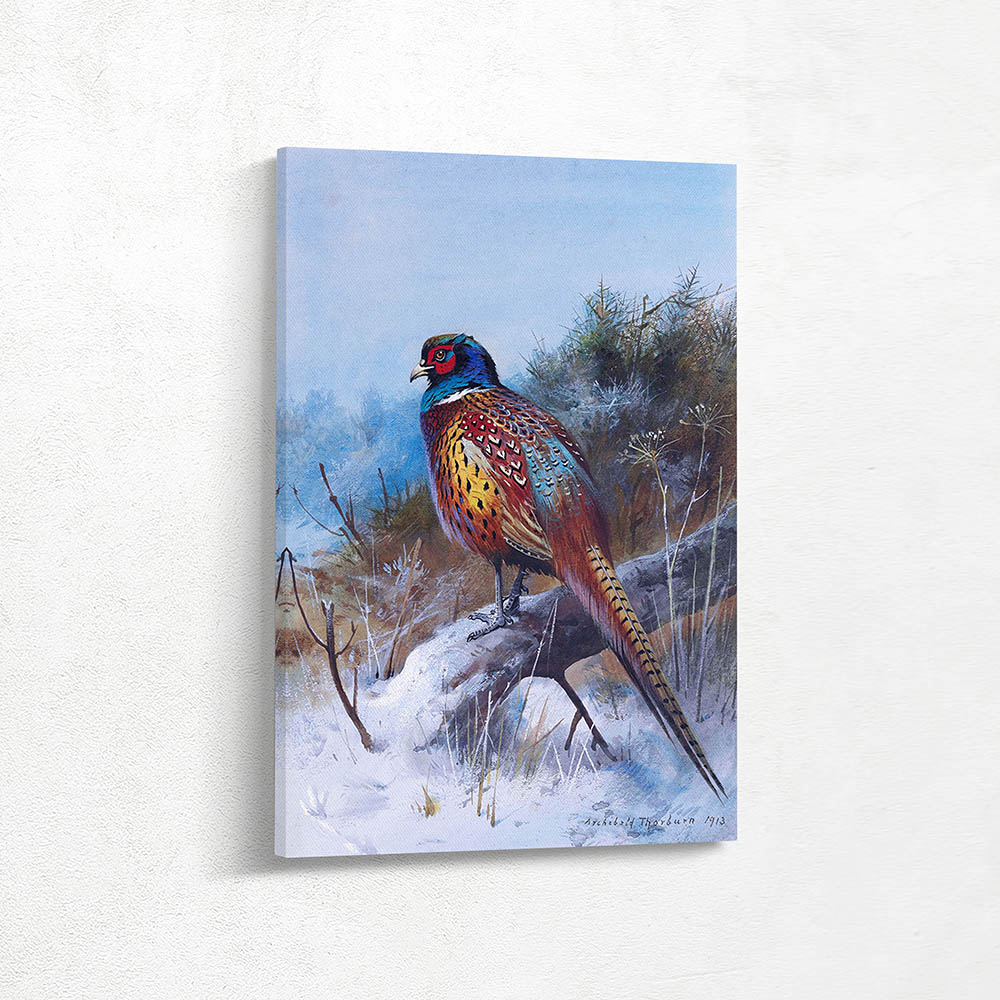 Pheasant in Winter