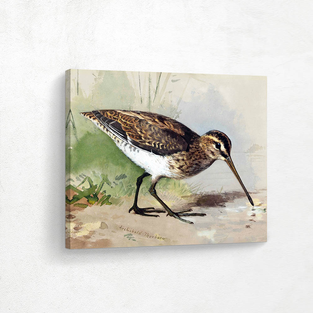 Snipe