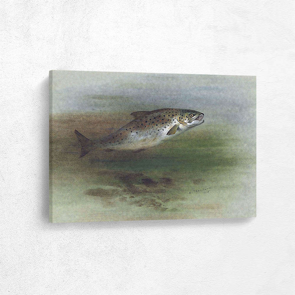 A Brown Trout Jumping