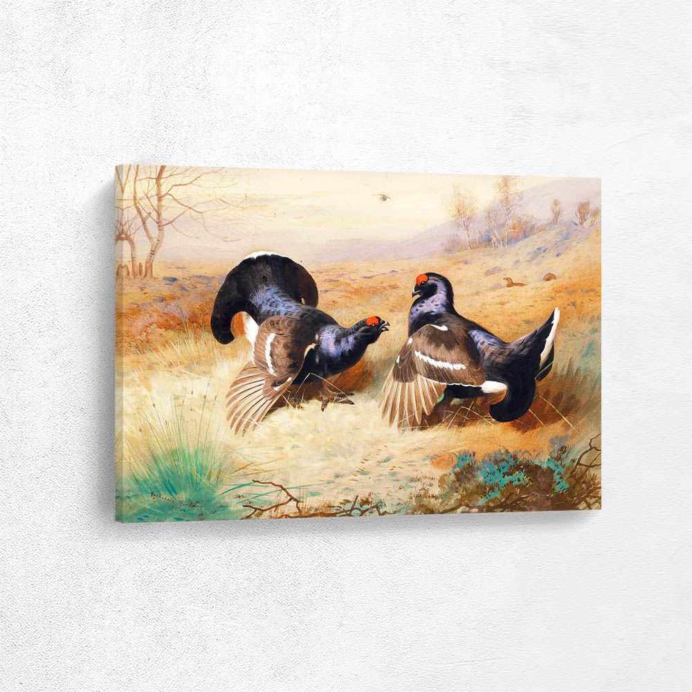 Blackcocks at the Lek